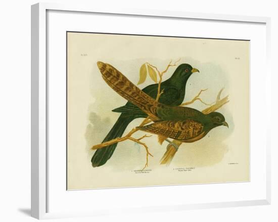 Pheasant Coucal, 1891-Gracius Broinowski-Framed Giclee Print