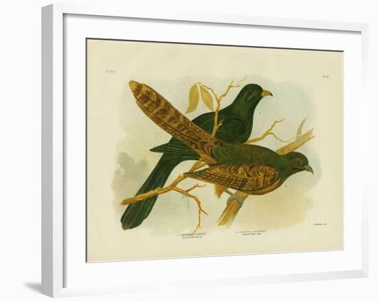 Pheasant Coucal, 1891-Gracius Broinowski-Framed Giclee Print