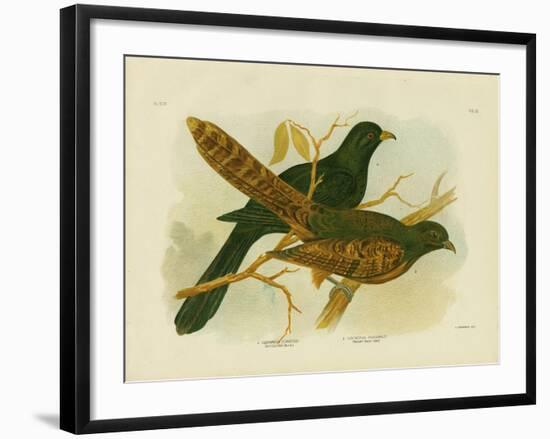 Pheasant Coucal, 1891-Gracius Broinowski-Framed Giclee Print