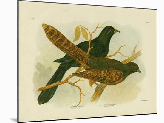 Pheasant Coucal, 1891-Gracius Broinowski-Mounted Giclee Print