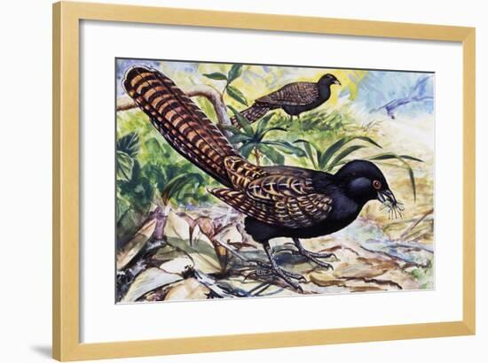 Pheasant Coucal (Centropus Phasianinus), Cuculidae-null-Framed Giclee Print