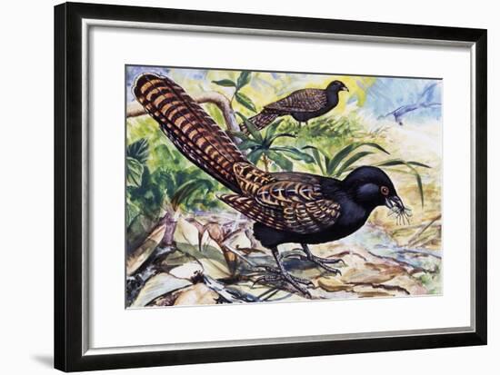 Pheasant Coucal (Centropus Phasianinus), Cuculidae-null-Framed Giclee Print