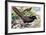 Pheasant Coucal (Centropus Phasianinus), Cuculidae-null-Framed Giclee Print