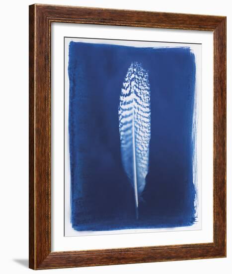 Pheasant Feather-Sarah Cheyne-Framed Giclee Print