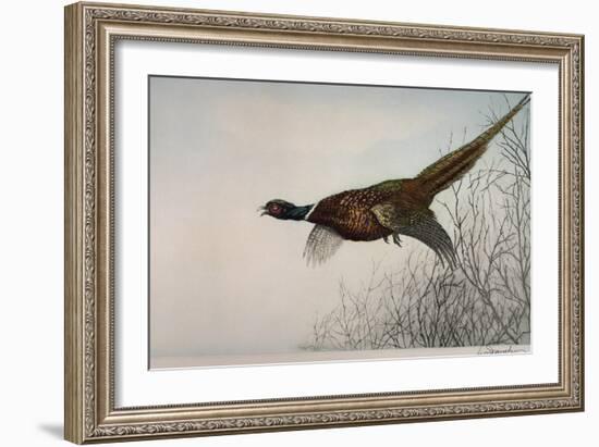 Pheasant, France, 20th Century-null-Framed Giclee Print