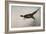 Pheasant, France, 20th Century-null-Framed Giclee Print