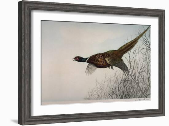 Pheasant, France, 20th Century-null-Framed Giclee Print