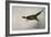 Pheasant, France, 20th Century-null-Framed Giclee Print