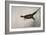 Pheasant, France, 20th Century-null-Framed Giclee Print