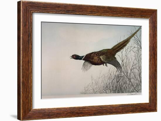 Pheasant, France, 20th Century-null-Framed Giclee Print