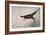 Pheasant, France, 20th Century-null-Framed Giclee Print