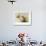Pheasant Hunt-Allan Mardon-Framed Limited Edition displayed on a wall