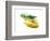 Pheasant in Flight, 2015-John Keeling-Framed Giclee Print