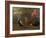 Pheasant, Macaw, Monkey, Parrots and Tortoise-Charles Collins-Framed Giclee Print