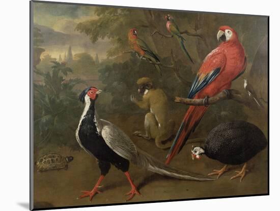 Pheasant, Macaw, Monkey, Parrots and Tortoise-Charles Collins-Mounted Giclee Print