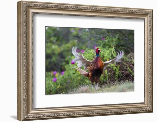 Pheasant male calling, East Frisian Islands, Wittbulten National Park, Germany-Konrad Wothe-Framed Photographic Print