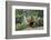Pheasant male calling, East Frisian Islands, Wittbulten National Park, Germany-Konrad Wothe-Framed Photographic Print