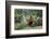 Pheasant male calling, East Frisian Islands, Wittbulten National Park, Germany-Konrad Wothe-Framed Photographic Print