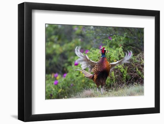 Pheasant male calling, East Frisian Islands, Wittbulten National Park, Germany-Konrad Wothe-Framed Photographic Print