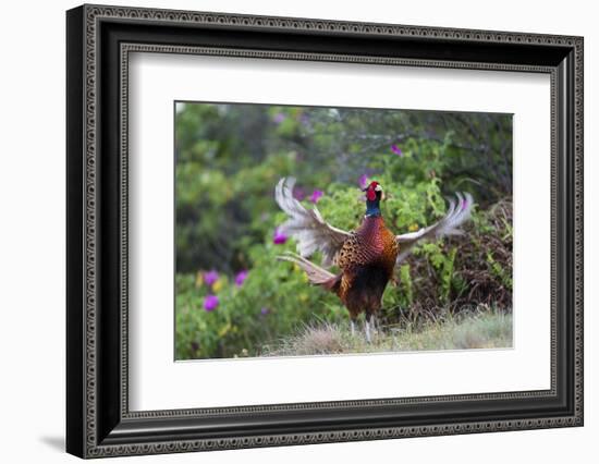 Pheasant male calling, East Frisian Islands, Wittbulten National Park, Germany-Konrad Wothe-Framed Photographic Print