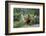 Pheasant male calling, East Frisian Islands, Wittbulten National Park, Germany-Konrad Wothe-Framed Photographic Print