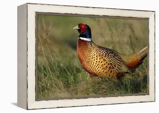 Pheasant Male, Cock on Fallow Land-null-Framed Premier Image Canvas