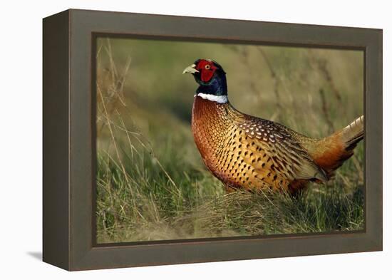 Pheasant Male, Cock on Fallow Land-null-Framed Premier Image Canvas