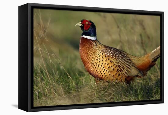 Pheasant Male, Cock on Fallow Land-null-Framed Premier Image Canvas