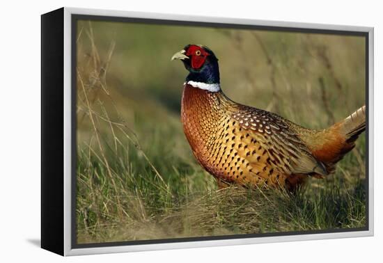 Pheasant Male, Cock on Fallow Land-null-Framed Premier Image Canvas