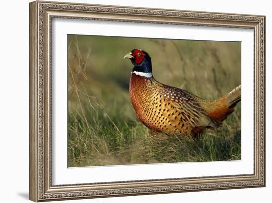 Pheasant Male, Cock on Fallow Land-null-Framed Photographic Print