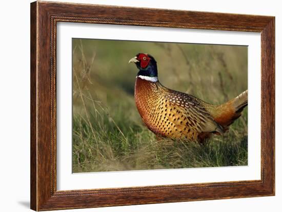 Pheasant Male, Cock on Fallow Land-null-Framed Photographic Print