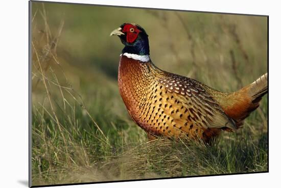 Pheasant Male, Cock on Fallow Land-null-Mounted Photographic Print