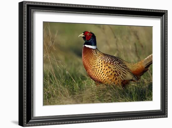 Pheasant Male, Cock on Fallow Land-null-Framed Photographic Print