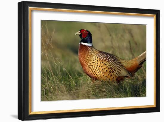 Pheasant Male, Cock on Fallow Land-null-Framed Photographic Print