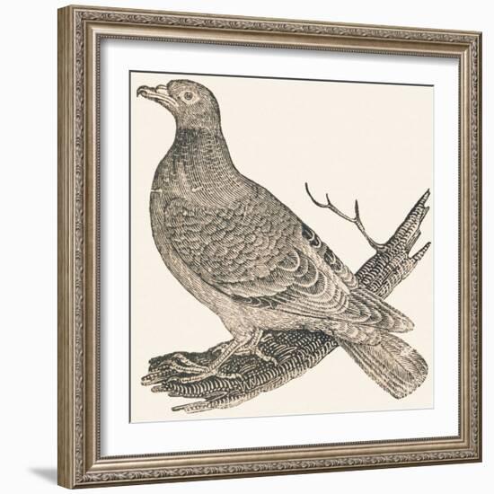 Pheasant (Or Pheasant), 1850 (Engraving)-Louis Simon (1810-1870) Lassalle-Framed Giclee Print