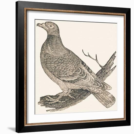 Pheasant (Or Pheasant), 1850 (Engraving)-Louis Simon (1810-1870) Lassalle-Framed Giclee Print