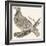 Pheasant (Or Pheasant), 1850 (Engraving)-Louis Simon (1810-1870) Lassalle-Framed Giclee Print