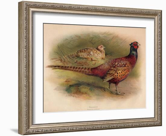 Pheasant (Phasianus colchicus), 1900, (1900)-Charles Whymper-Framed Giclee Print