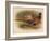 Pheasant (Phasianus colchicus), 1900, (1900)-Charles Whymper-Framed Giclee Print