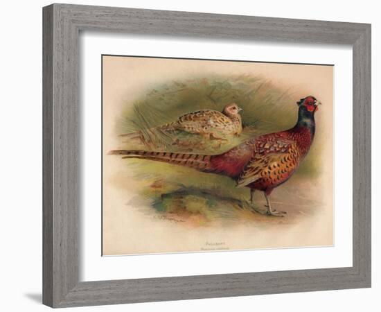 Pheasant (Phasianus colchicus), 1900, (1900)-Charles Whymper-Framed Giclee Print