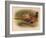 Pheasant (Phasianus colchicus), 1900, (1900)-Charles Whymper-Framed Giclee Print