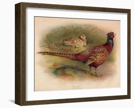 Pheasant (Phasianus colchicus), 1900, (1900)-Charles Whymper-Framed Giclee Print