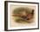 Pheasant (Phasianus colchicus), 1900, (1900)-Charles Whymper-Framed Giclee Print