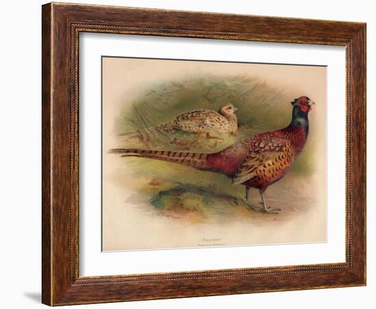 Pheasant (Phasianus colchicus), 1900, (1900)-Charles Whymper-Framed Giclee Print