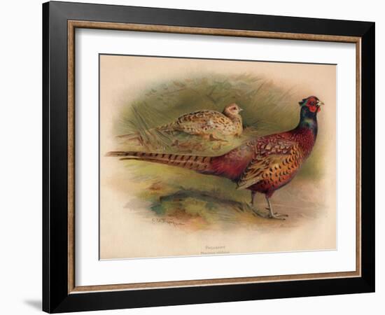 Pheasant (Phasianus colchicus), 1900, (1900)-Charles Whymper-Framed Giclee Print