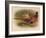 Pheasant (Phasianus colchicus), 1900, (1900)-Charles Whymper-Framed Giclee Print