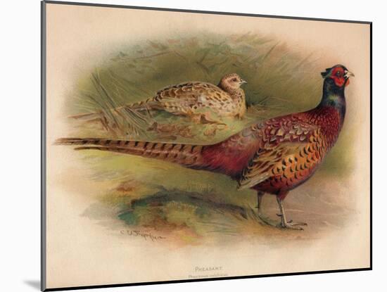 Pheasant (Phasianus colchicus), 1900, (1900)-Charles Whymper-Mounted Giclee Print