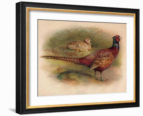 Pheasant (Phasianus colchicus), 1900, (1900)-Charles Whymper-Framed Giclee Print