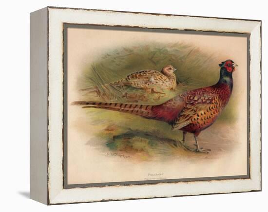 Pheasant (Phasianus colchicus), 1900, (1900)-Charles Whymper-Framed Premier Image Canvas