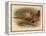 Pheasant (Phasianus colchicus), 1900, (1900)-Charles Whymper-Framed Premier Image Canvas